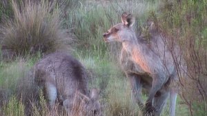 Grausame Jagd auf K&auml;ngurus