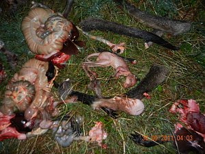 Grausame Jagd auf K&auml;ngurus