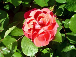 Rosen – Königinnen der Blumen stehen in wahrer Blütenpracht