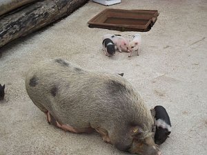 WB 4 auf dem Possen � eine Erlebniswelt