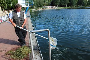 Grasmahd im Bebraer Teich