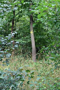 "S&uuml;dl&auml;ndische B&auml;ume im Possenwald"