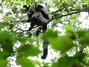 Gleich 12 mal konnte man sich im Affenwald auf dem Strau&szlig;berg &uuml;ber Nachwuchs freuen