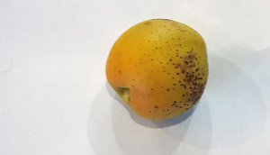 Seltsame Frucht
