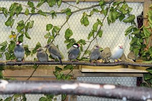 Viele exotische V&ouml;gel zu sehen