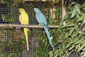 Viele exotische V&ouml;gel zu sehen