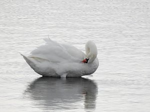 Kraniche am Stausee Kelbra