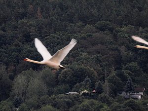 Kraniche am Stausee Kelbra