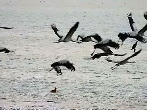 Kraniche am Stausee Kelbra