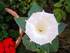 Garten-Sch&ouml;nheiten