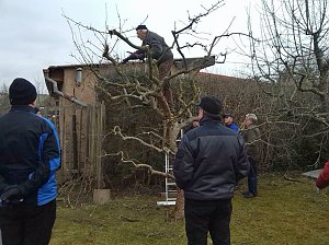 Reges Interesse an Schulungen zum Obstbaumschnitt
