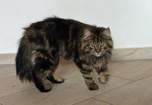 Kater in Sondershausen vermisst.