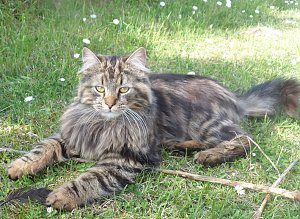 Kater in Sondershausen vermisst.