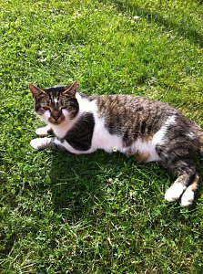 Wieder Katze verschwunden