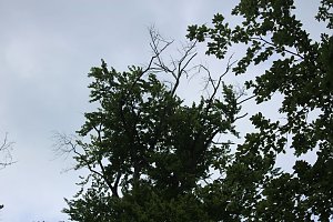 Waldbegehung am Possen im unterschiedlicher Resonanz