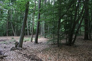 Waldbegehung am Possen im unterschiedlicher Resonanz