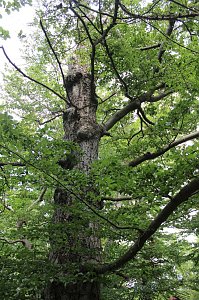Waldbegehung am Possen im unterschiedlicher Resonanz