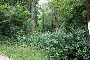 Waldbegehung am Possen mit unterschiedlicher Resonanz