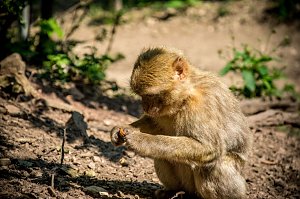 Besuch bei den Affen am Straußberg