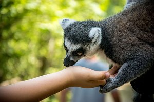 Besuch bei den Affen am Straußberg