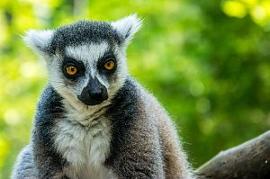 Besuch bei den Affen am Straußberg