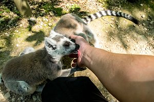 Besuch bei den Affen am Straußberg