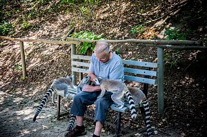 Besuch bei den Affen am Straußberg