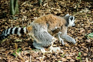 Besuch bei den Affen am Straußberg