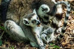 Besuch bei den Affen am Straußberg