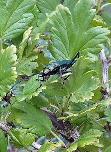 Gäste im Garten