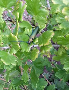 Gäste im Garten