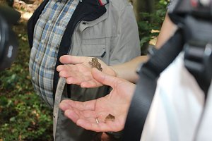 Waldbegehung mit Siegesmund und Kieling