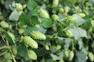 Start der Hopfenernte in Gro&szlig;enehrich