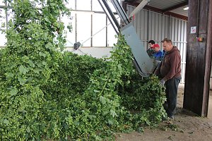 Start der Hopfenernte in Gro&szlig;enehrich
