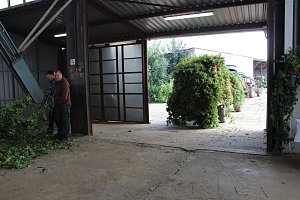 Start der Hopfenernte in Gro&szlig;enehrich