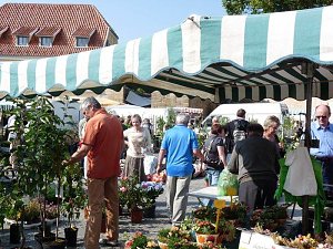 Planzenmarkt in Sondershausen