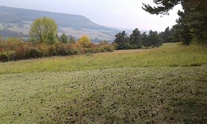 F&uuml;r Bienen-Ragwurz und Spargelerbse