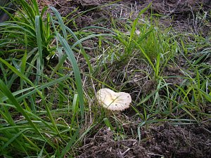 Pilze im Wald