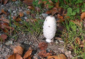 Pilze im Wald