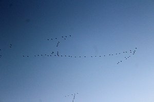 Gro&szlig;es Geschrei &uuml;ber Sondershausen