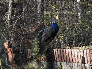 Peter Blei im B&auml;renpark Worbis