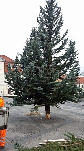 Weihnachtsdekoration beginnt