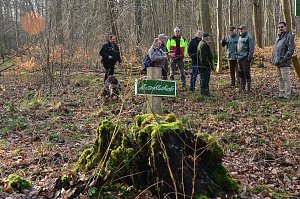 Touristisches Ausflugsziel: Mutterblutbuche