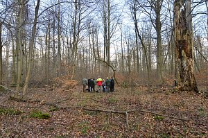 Touristisches Ausflugsziel: Mutterblutbuche