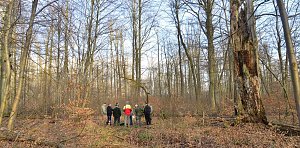 Touristisches Ausflugsziel: Mutterblutbuche