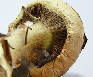 Dottergelber Klumpfu&szlig;