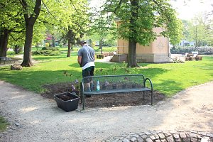 Gro&szlig;e Fliederbaumplanzaktion in Bad Frankenhausen