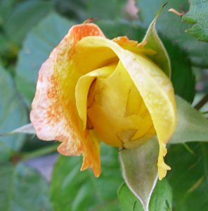 K&ouml;nigin der Blumen bl&uuml;ht wieder