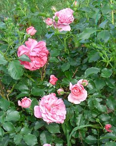 K&ouml;nigin der Blumen bl&uuml;ht wieder