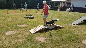 Tag des Hundes